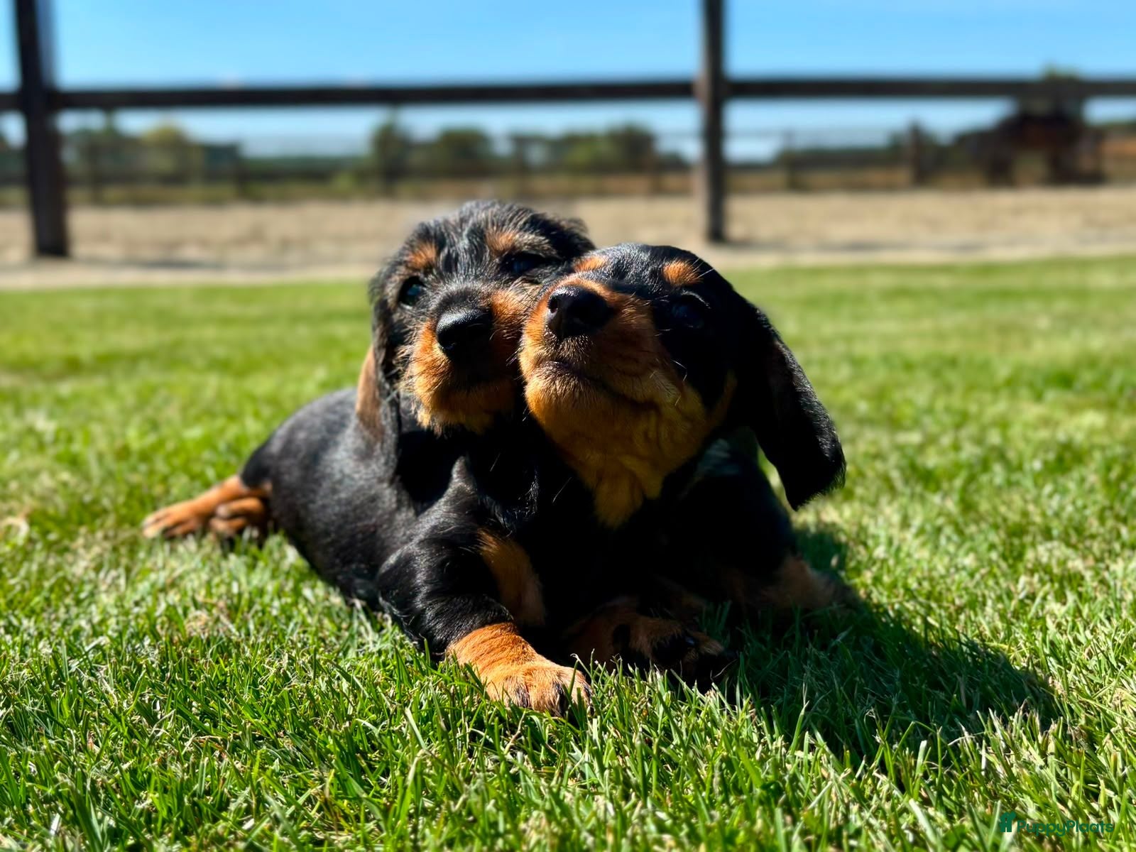 Ruwhaar Teckel honden Kaninchen Dwergteckel Ruwhaar met stamboom - Advertentie 2
