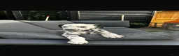 Dalmatiër honden te koop: Dalmatiër Pups van erkende fokker! - Advertentie 3