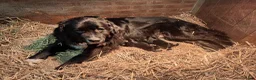 Kruising honden te koop: Kruising pups in Ljussens - Advertentie 2