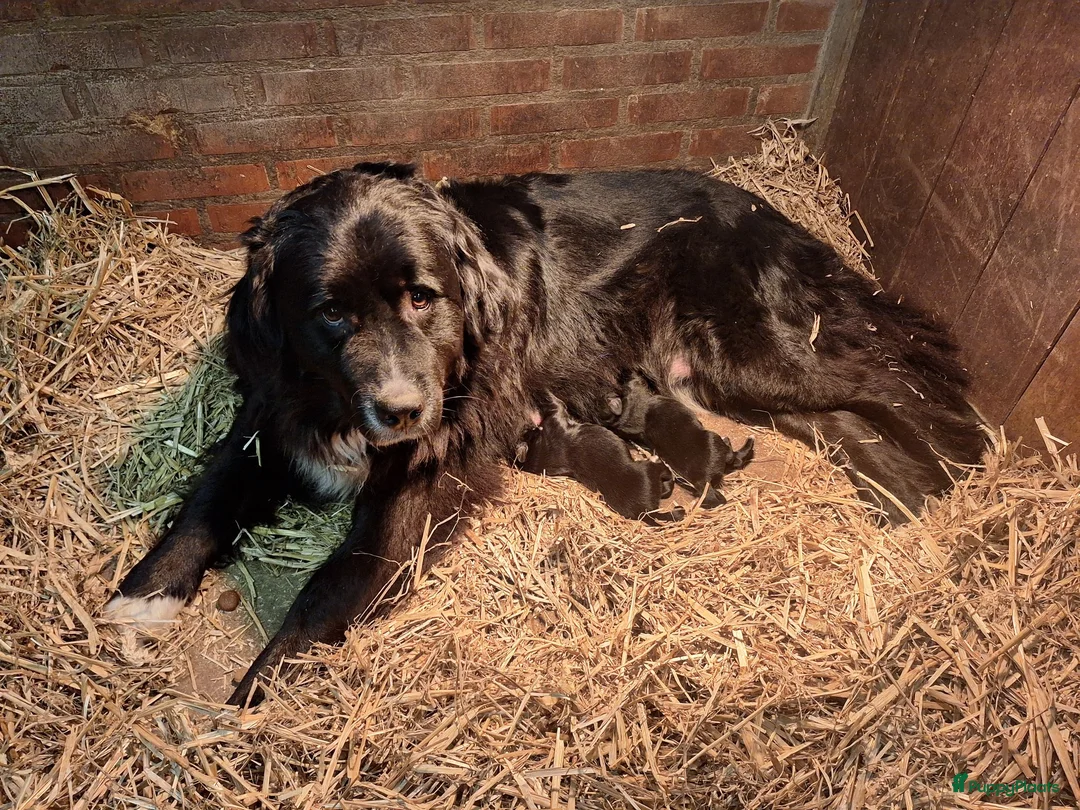 Kruising honden te koop: Kruising pups in Ljussens - Advertentie 2