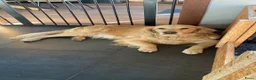Kruising honden te koop: Golden retriever kruising pup beschikbaar  - Advertentie 5