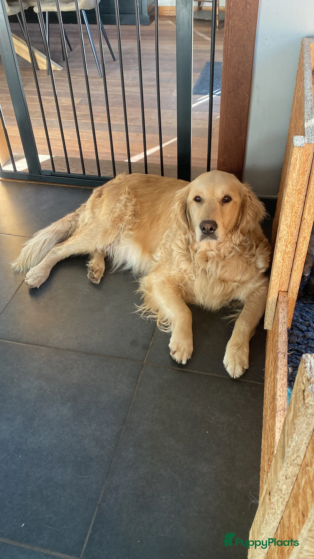 Kruising honden te koop: Golden retriever kruising pup beschikbaar  - Advertentie 5
