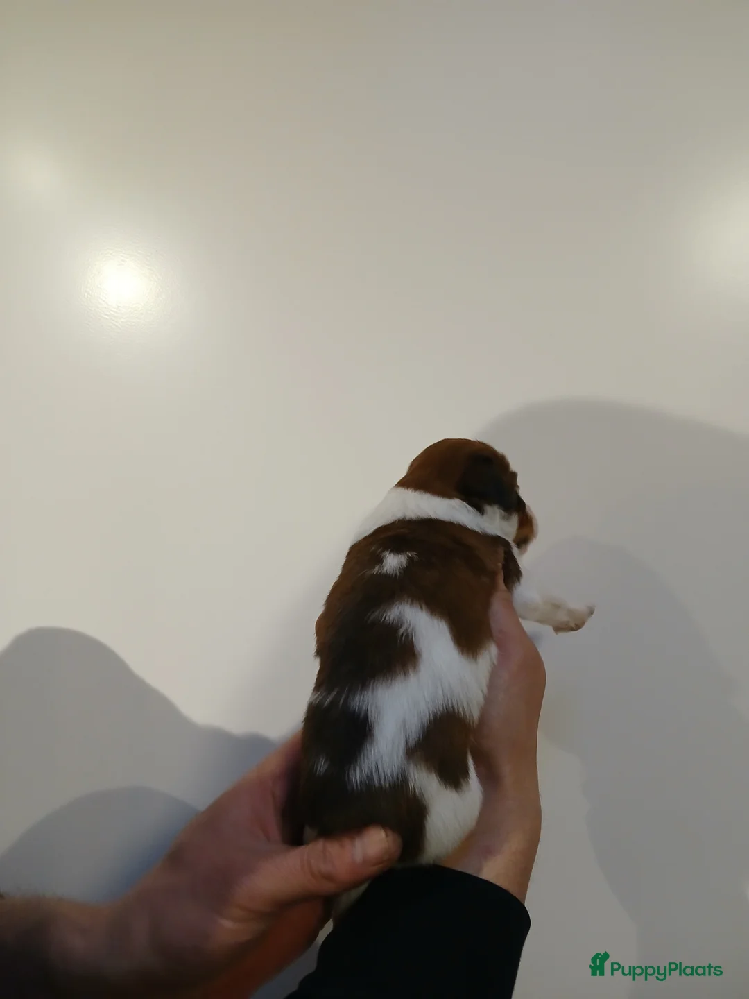 Kooikerhondje honden te koop: Supper liever  nestje kooiker pups van 7 - Advertentie 26