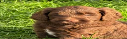 Labradoodle honden te koop: Multigen medium chocolade labradoodle pups - Advertentie 9