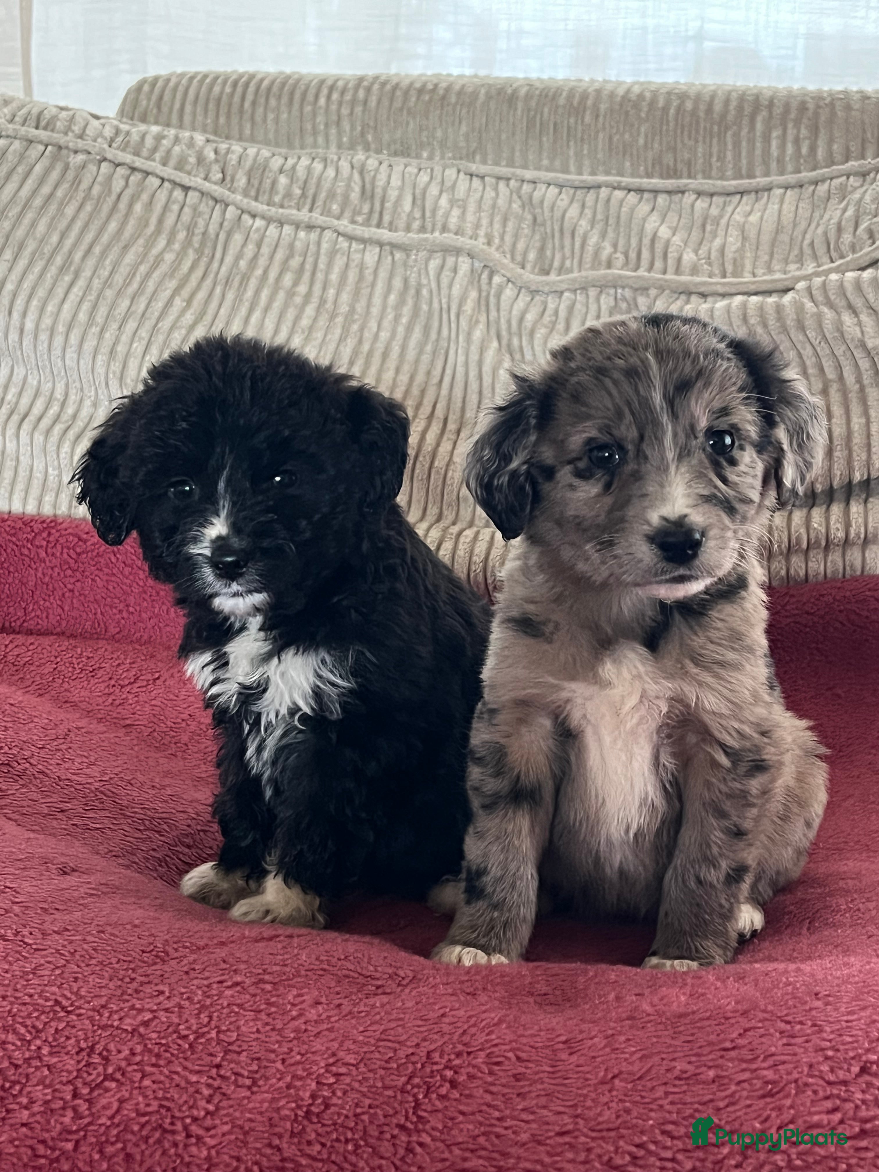 Kruising honden Prachtige aussidoodle pups - Advertentie 2