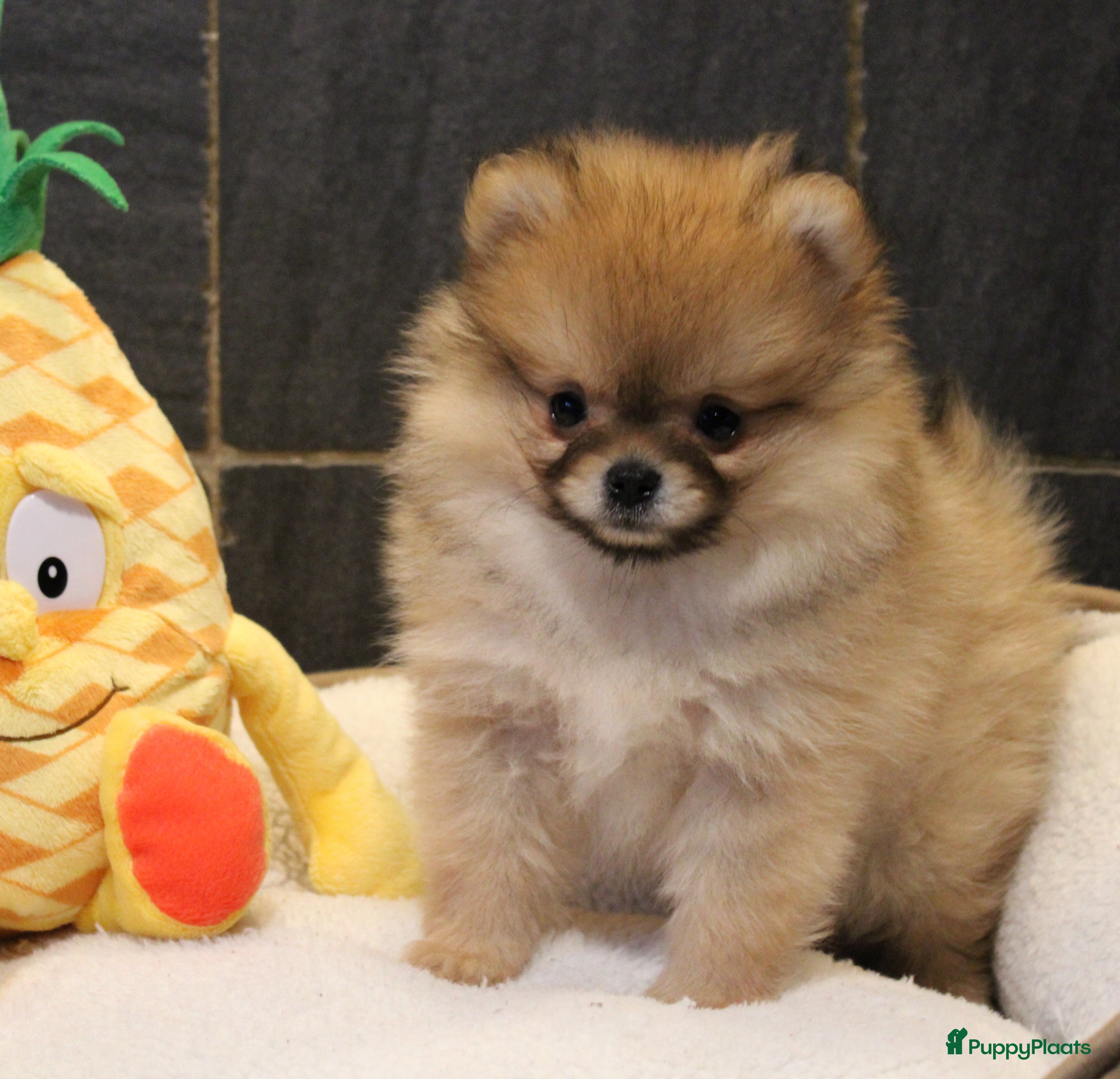 Pomeriaan honden Pomeriaan pups - Advertentie 1