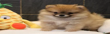 Pomeriaan Puppy 3