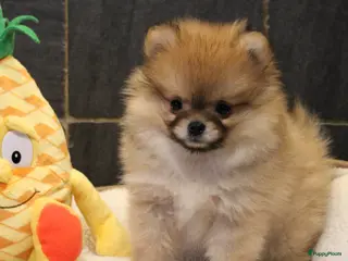 Pomeriaan honden Pomeriaan pups - Advertentie 1