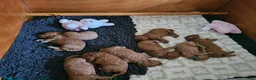 Poedel honden te koop: Prachtige lieve middenmaat poedel pups - Advertentie 6