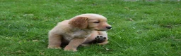 Golden Retriever honden te koop: Golden Retriever pups met stamboom - Advertentie 26
