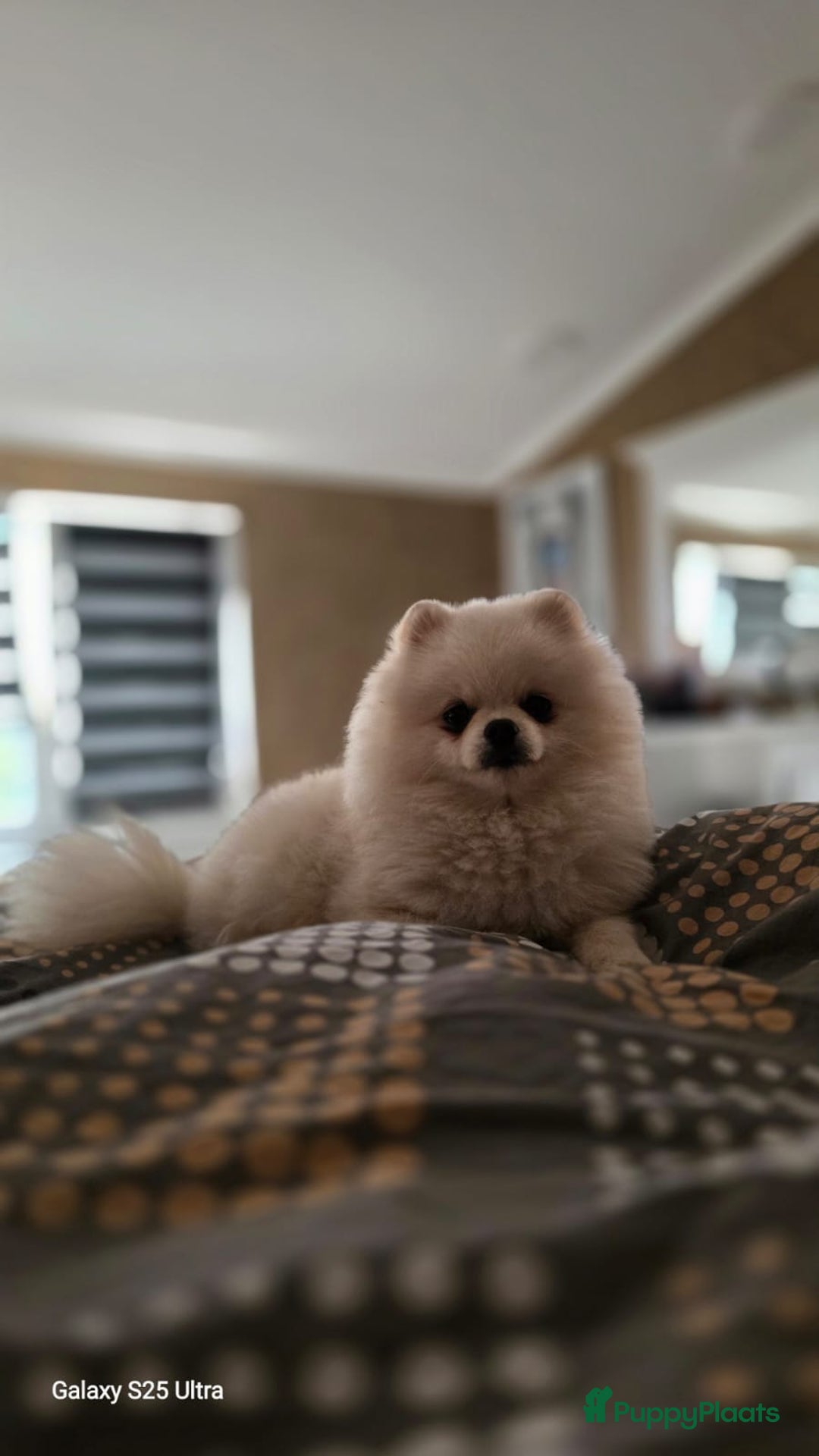 Pomeriaan honden ter dekking: Pomeriaan Dekreu Thomas (niet te koop) - Advertentie 4