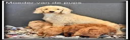 Kruising honden te koop: Maltipoo F1b pups - Advertentie 7