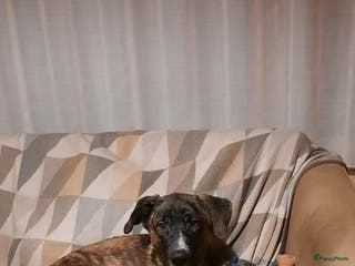 Kruising honden Gaston een schat van een hondje klaar voor vertrek - Advertentie 4