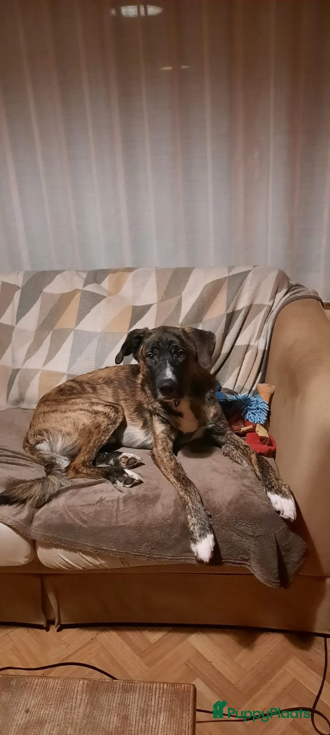 Kruising honden ter adoptie: Gaston een schat van een hondje klaar voor vertrek - Advertentie 1