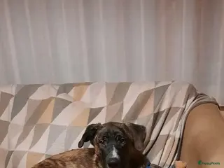 Kruising honden Gaston een schat van een hondje klaar voor vertrek - Advertentie 2