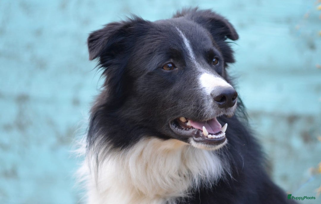 Border Collie honden te koop: 2 prachtige pups Border Collie x Australian Kelpie - Afbeelding 7