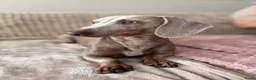 Teckel (korthaar)  honden te koop: Dwerg teckel pups - Advertentie 5