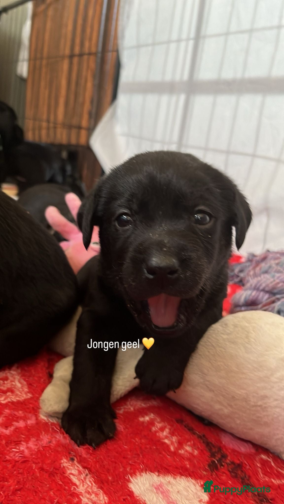 Labrador Retriever Puppy 8