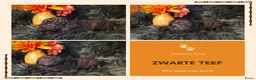 Kruising honden te koop: Multigen Bernedoodle Medium pups beschikbaar - Advertentie 16
