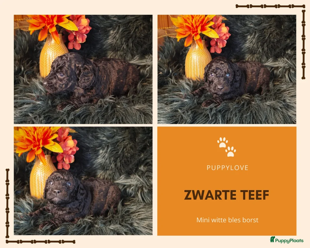 Kruising honden te koop: Multigen Bernedoodle Medium pups beschikbaar - Advertentie 16