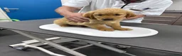 Golden Retriever honden te koop: Nog 1 reutje beschikbaar  - Advertentie 3