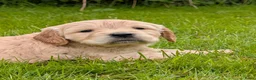 Kruising honden te koop:  Goldencocker pups goldenretriever x engelsecocker - Advertentie 2