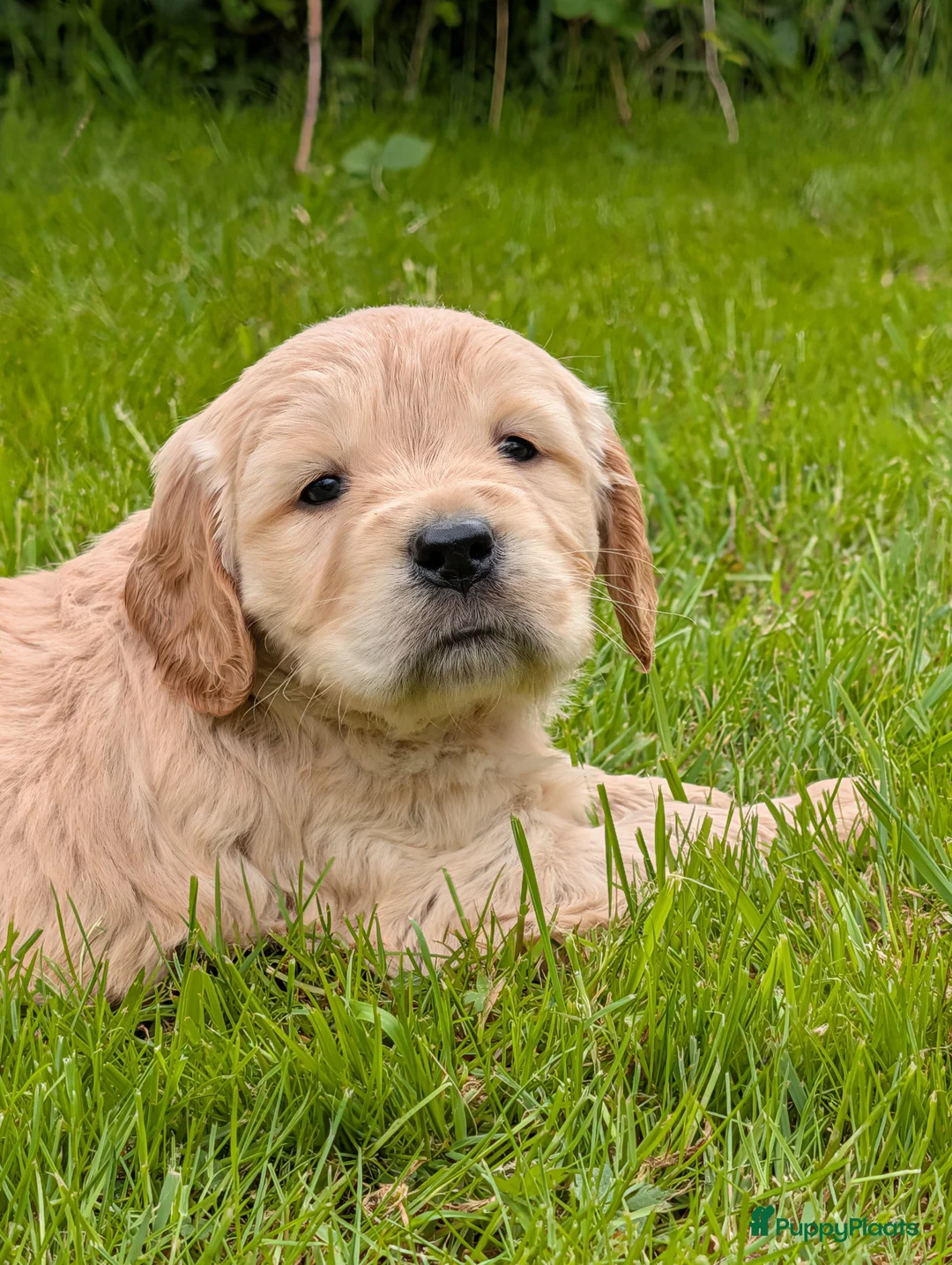 Kruising honden te koop:  Goldencocker pups goldenretriever x engelsecocker - Advertentie 2