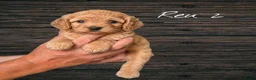 Cavapoo honden te koop: Prachtige Cavapoo pups beschikbaar  - Advertentie 6