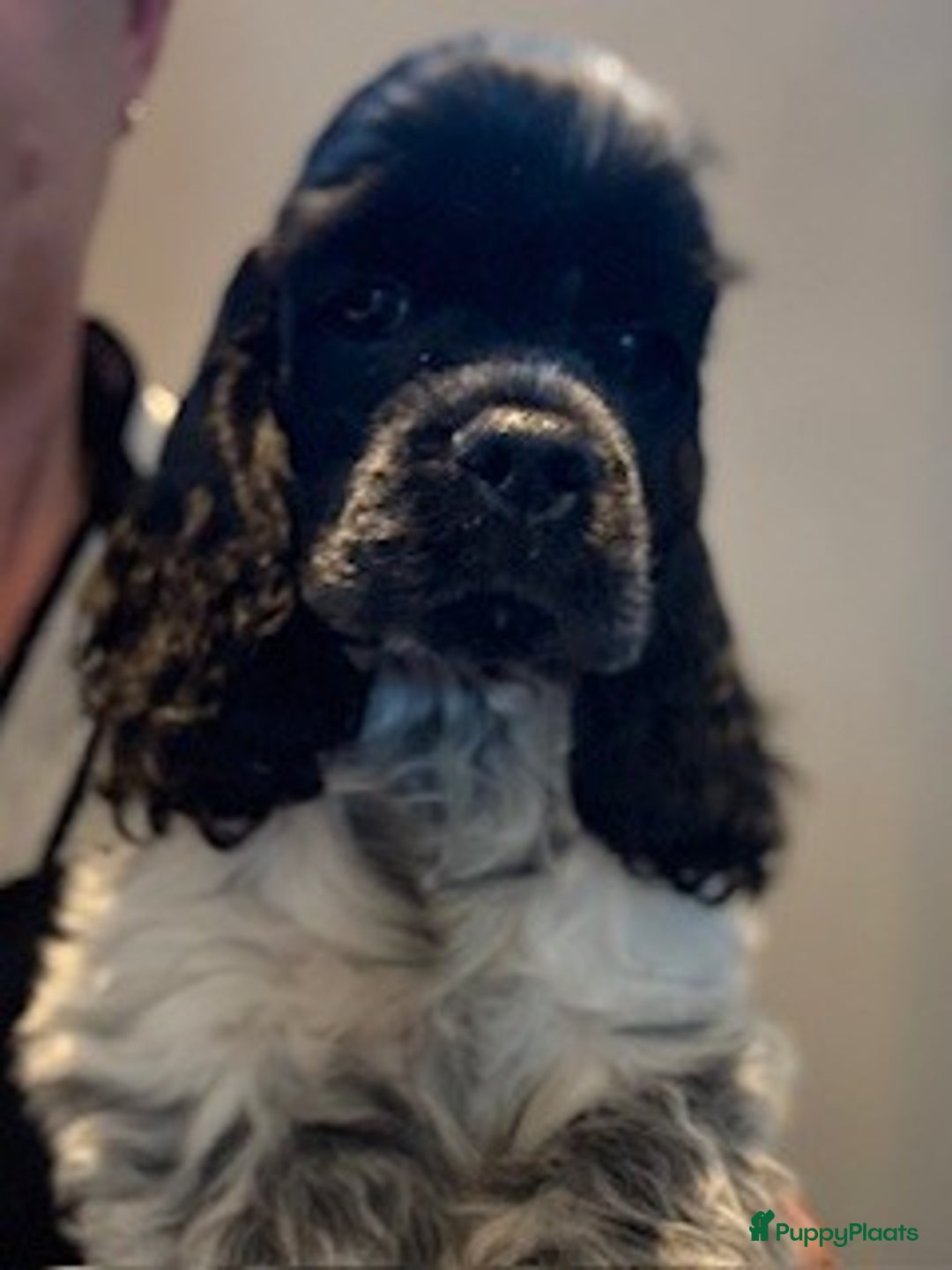 Amerikaanse Cocker Spaniel honden te koop: 4 blauwschimmel reutjes Amerikaanse Cocker Spaniel - Advertentie 3