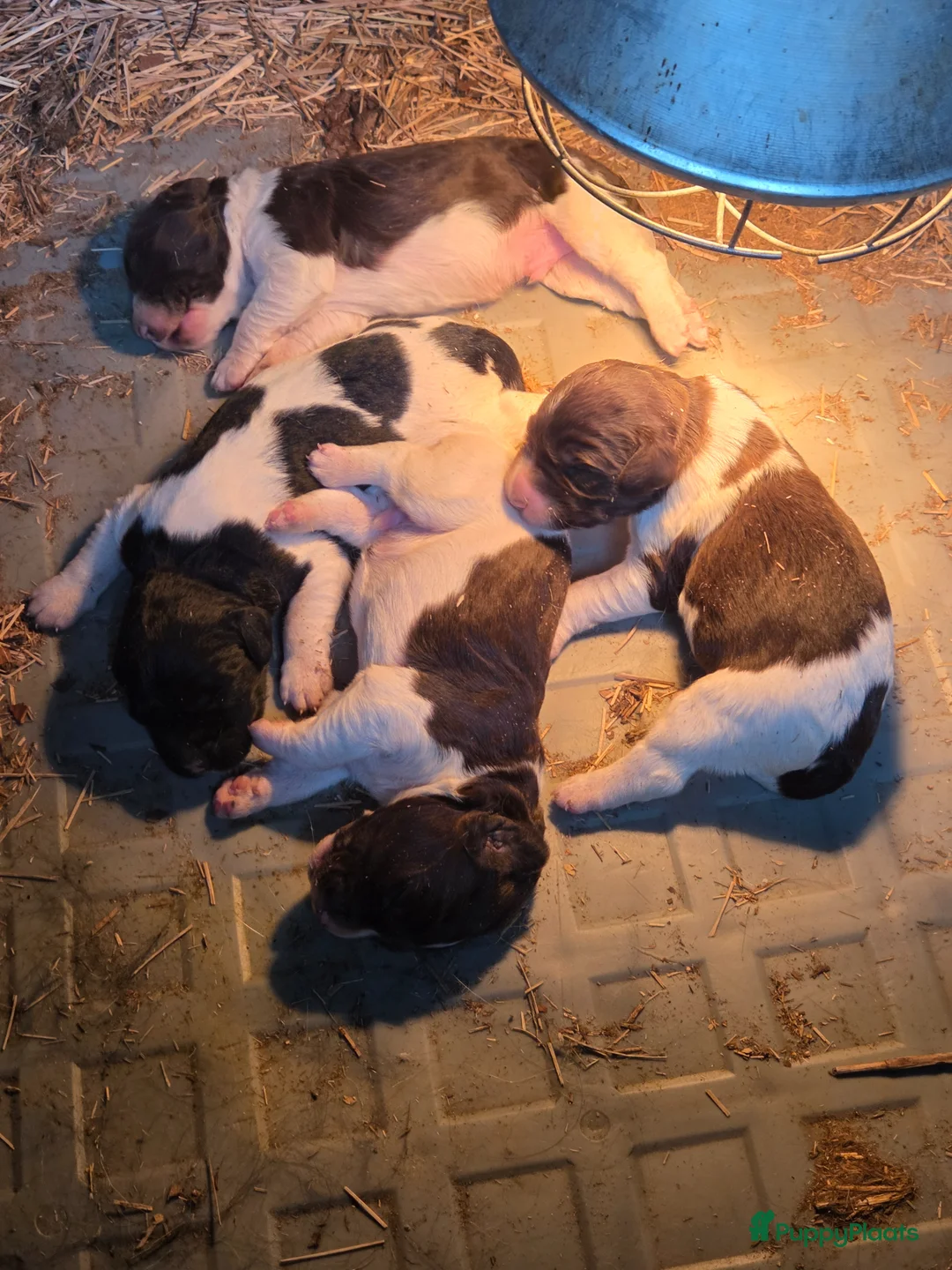 Kruising honden te koop: Friese stabij/Heidewachtel pups - Advertentie 2