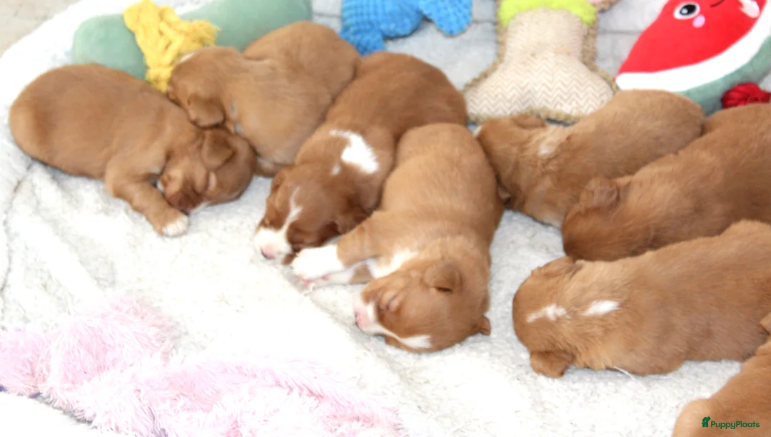 Nova Scotia Duck Tolling Retriever honden te koop: Prachtige nova scotia duck tolling retriever pups - Advertentie 7