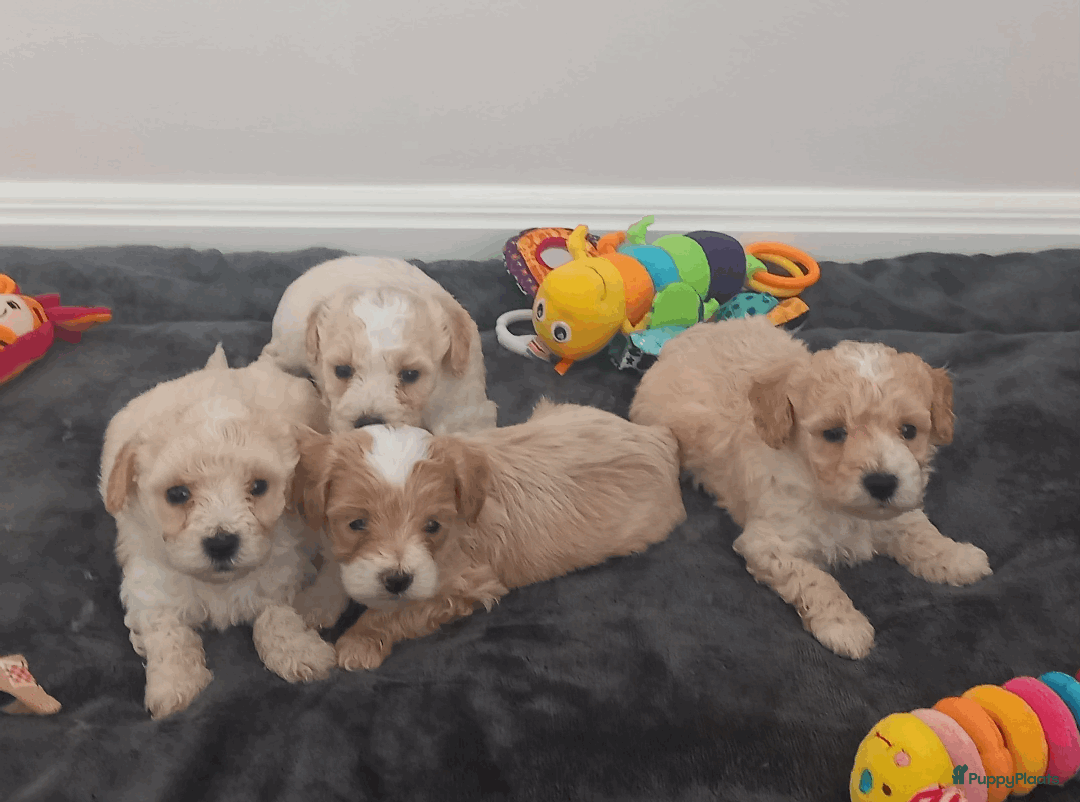Maltipoo honden te koop: Maltipoo pups in Oirschot - Afbeelding 1