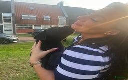 Labrador Retriever honden te koop: Stamboom Labrador pup. Nest Aankondiging  - Afbeelding 7