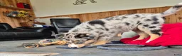 Kruising honden te koop: Mini Australian shepherd pup reutje  - Advertentie 6