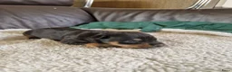 Dwergpinscher honden te koop: Dwergpinschers pups te koop - Advertentie 15