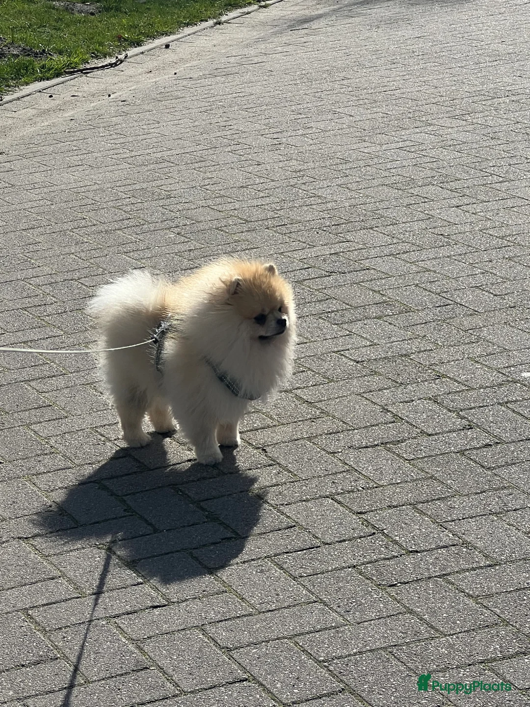 Pomeriaan honden te koop: eenjarige Pomeriaan 🐶 - Advertentie 2