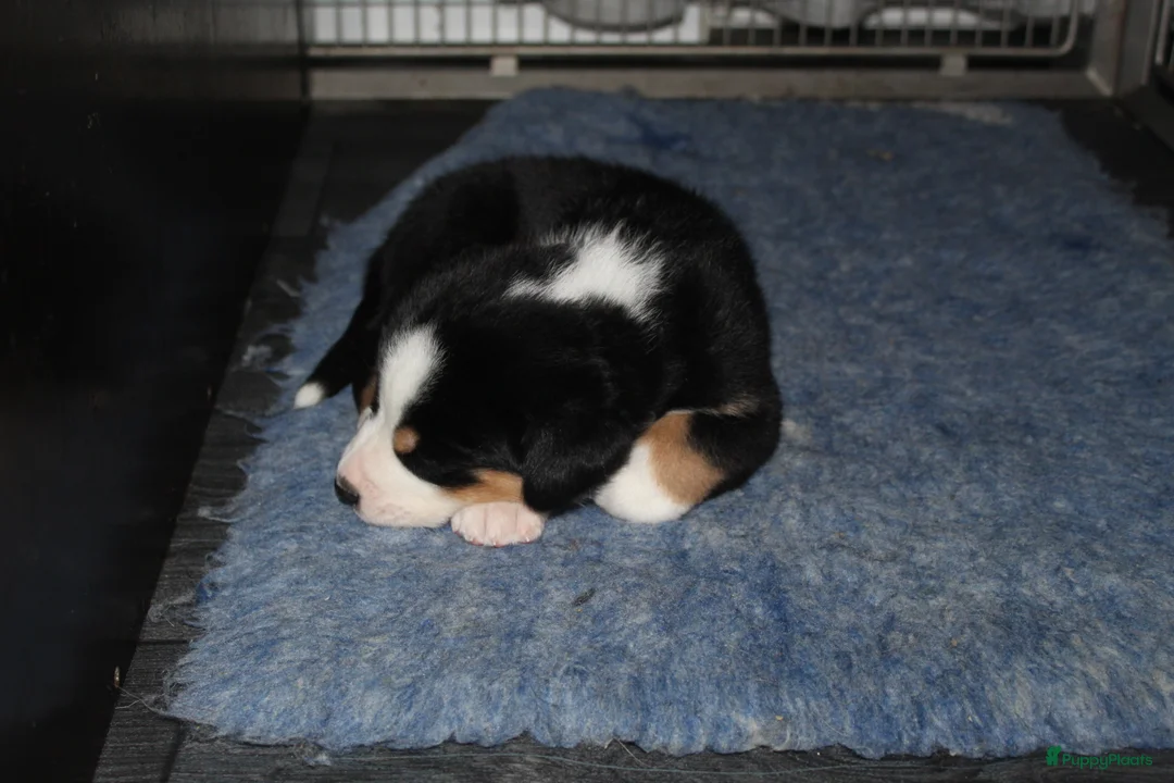 Grote Zwitserse Sennenhond honden te koop: Super leuke grote Zwitserse Sennen pups - Advertentie 20