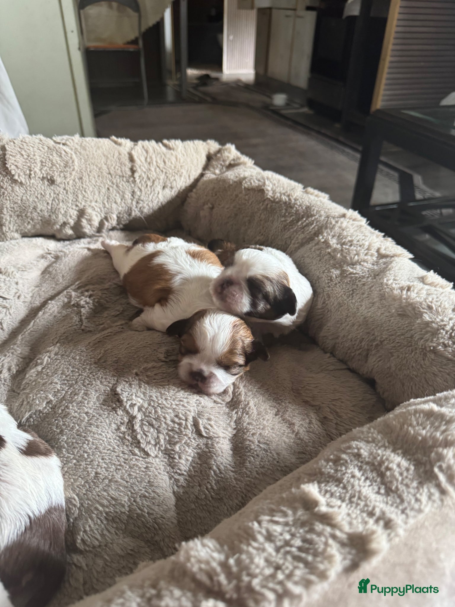 Shih Tzu honden te koop: Raszuivere Shih Tzu-puppy's met een klein tongetje - Advertentie 3