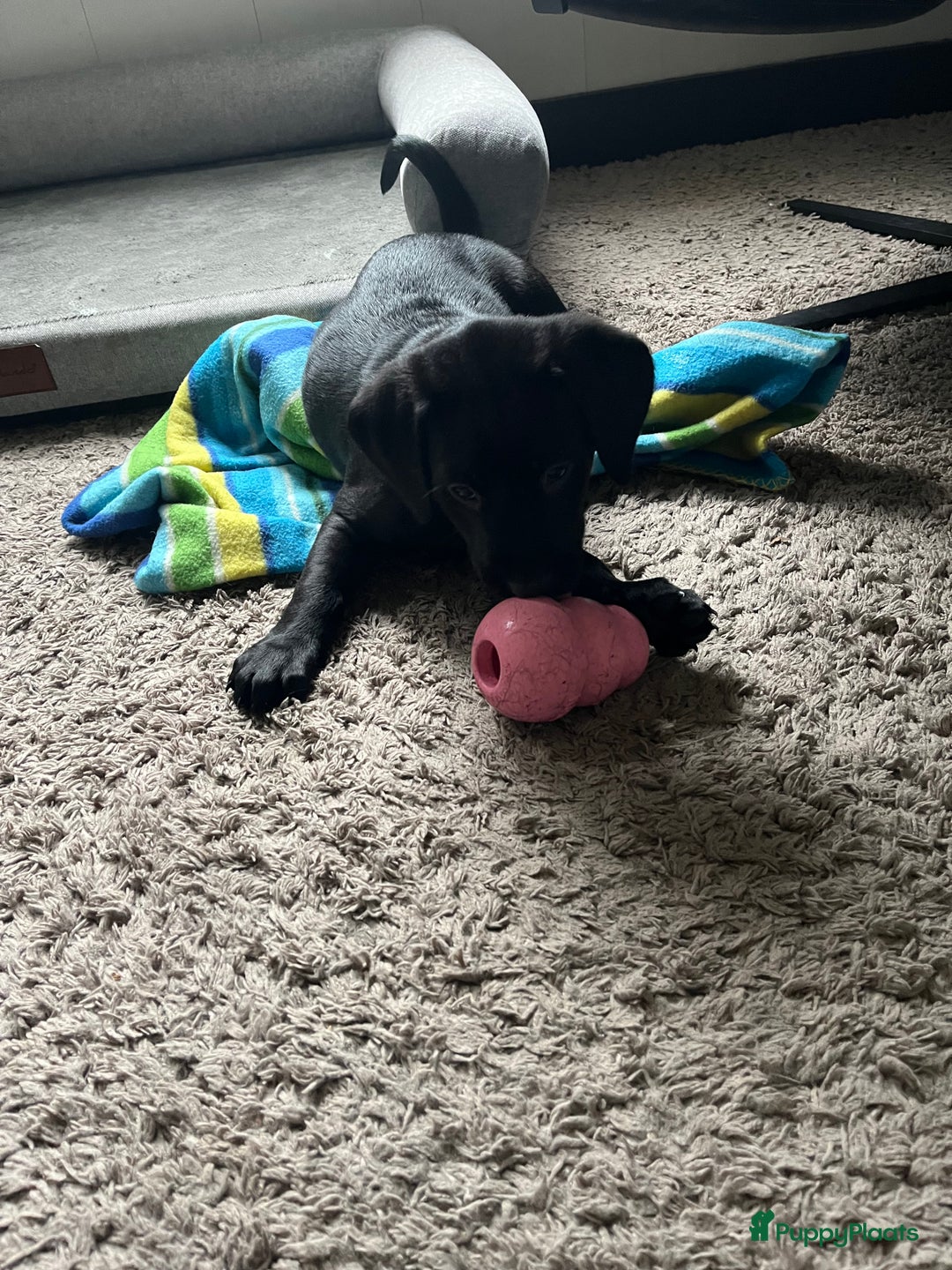 Labrador Retriever honden te koop: Werklijn reutjes beschikbaar - Advertentie 3