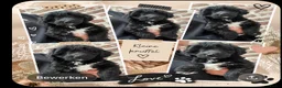 Kruising honden te koop: Mini australian doodle pupjes - Advertentie 2