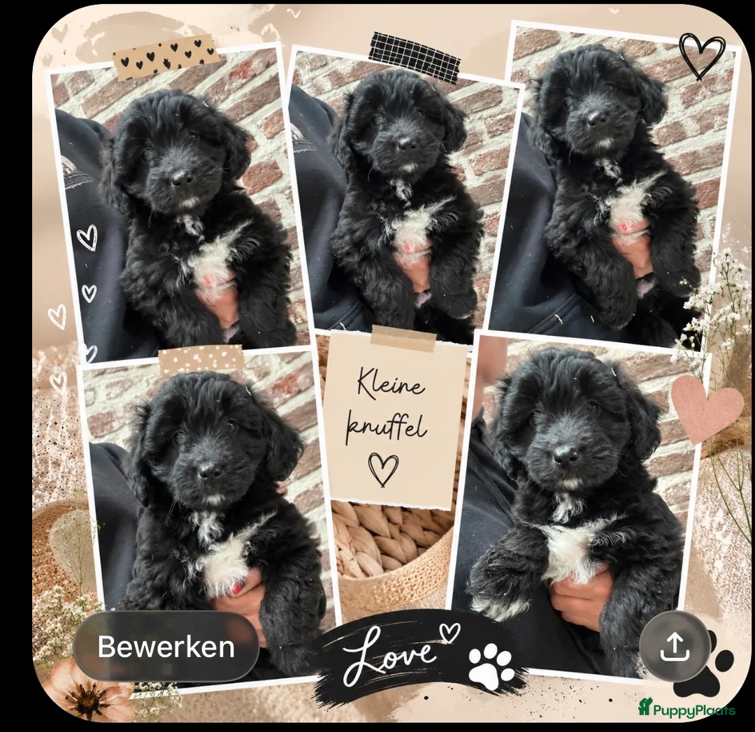 Kruising honden te koop: Mini australian doodle pupjes - Advertentie 2