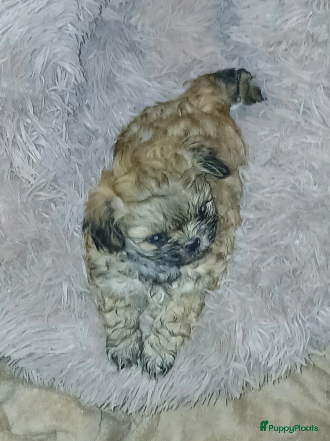 Kruising honden te koop: Shih tzu x Pekingees pupje - Advertentie 2