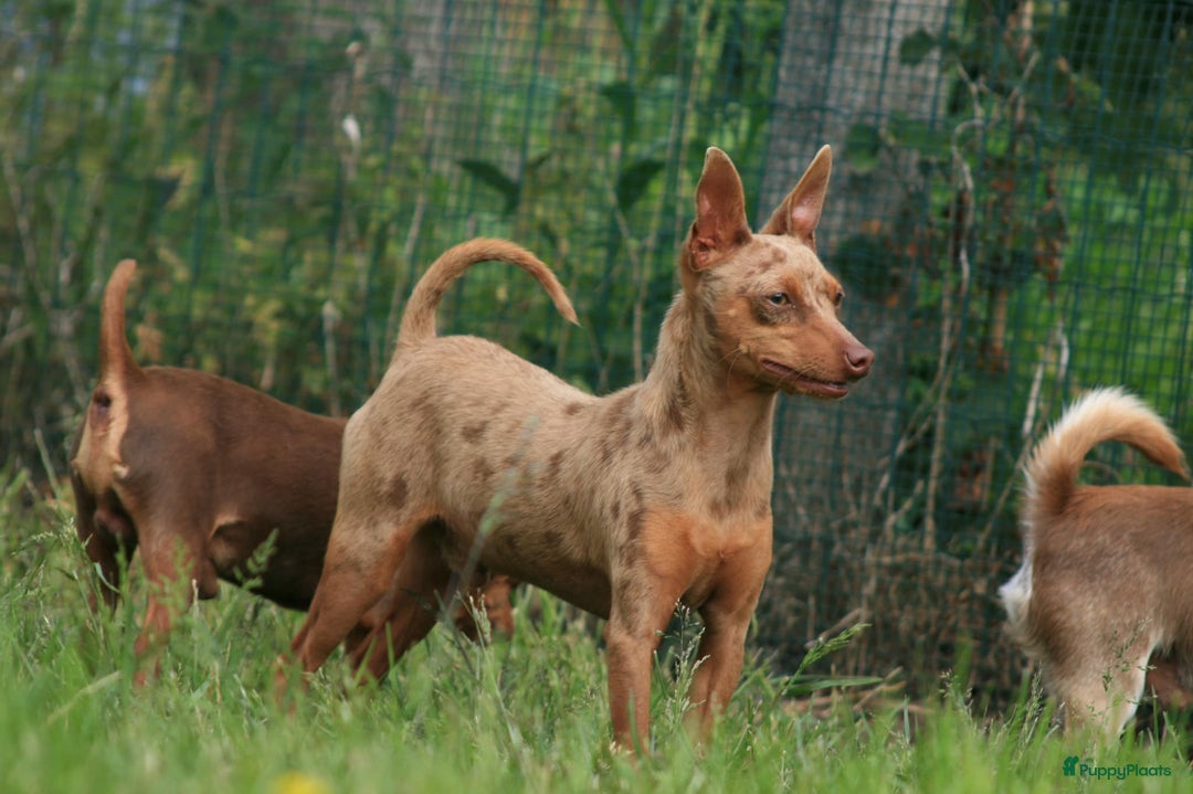 Dwergpinscher honden te koop: Dwergpinscher pups - Advertentie 18