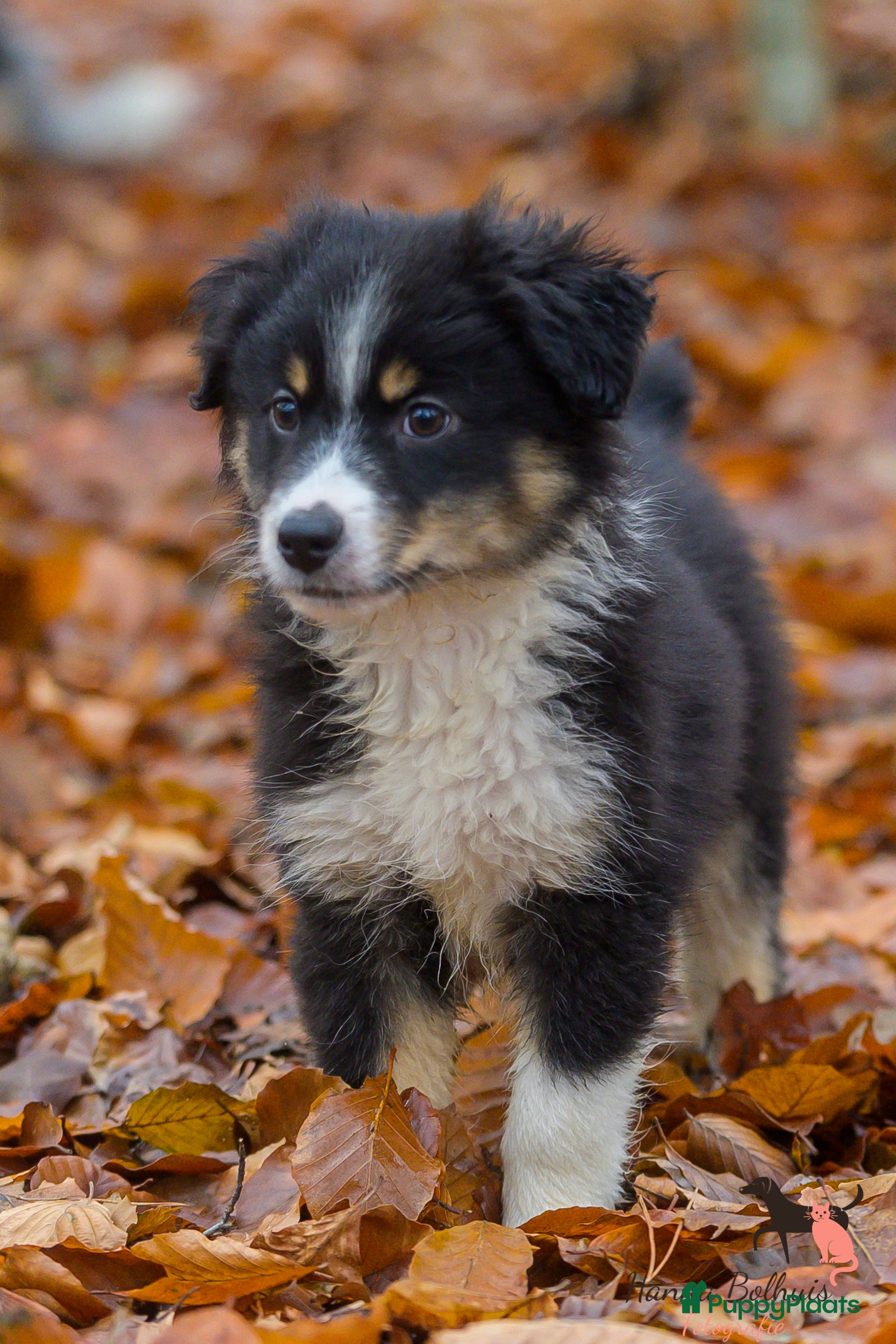 Australian Shepherd honden Miniature American Shepherd - Advertentie 2