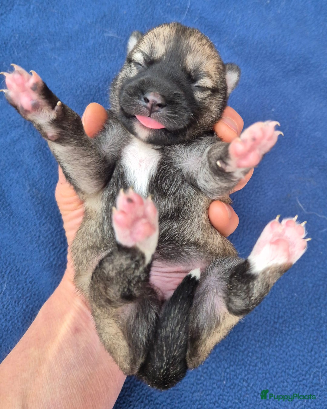 Kruising honden te koop: Pomsky x Shiba inu pups - Advertentie 14