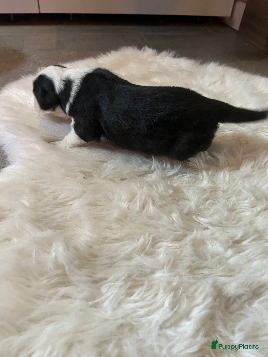 Australian Shepherd honden te koop: Australian shepherd pups - Advertentie 10