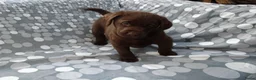 Labrador Retriever honden te koop: Zeer labrador pups ouder met stamboom  - Advertentie 5