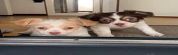 Chihuahua honden te koop: Prachtige chihuahua pups - Advertentie 11
