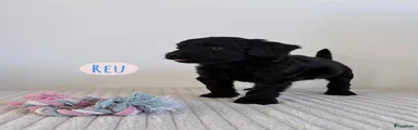 Cockapoo 2