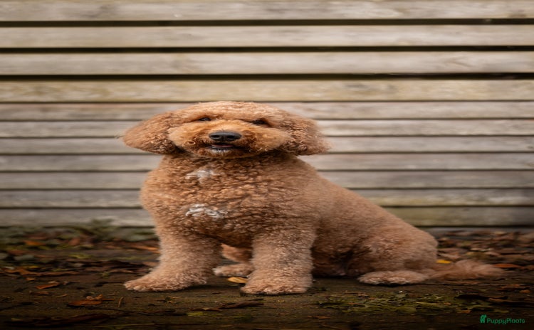 Goldendoodle honden  Prachtige F3 Doodle Pups van Roos & Sem - Advertentie 2